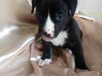 Открыт резерв щенков американского питбуль терьера, фотография 9