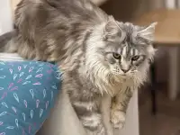 Мейн-Кун для вязки, фотография 2