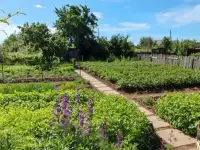 Продам дачу Темирязево 5 линия