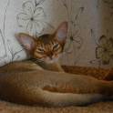 Абиссинские кошки