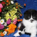 Продаются Scottish Fold и Scottish Stright котятки, фотография 1