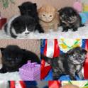 Продаются Scottish Fold и Scottish Stright котятки, фотография 7