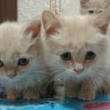 отдам котяток, фотография 2