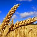 Помощь в реализации пшеницы