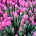 Тюльпаны оптом к 8 марта 