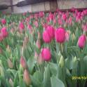 продажа  голандских  местных тюльпанов на 14февраля 8 марта от250тг опт 