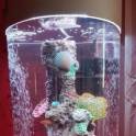 Невероятно красивый цилиндрический аквариум 150л, фотография 6