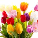 Тюльпаны к 8 марта!, фотография 1