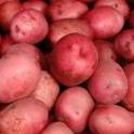 картофель оптом от 20тонн, фотография 3
