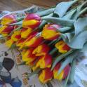 Тюльпаны оптом и в розницу Алматы, фотография 7