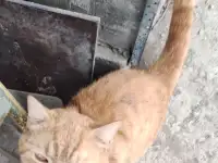 кот-потеряшка в  добрые  руки, фотография 2