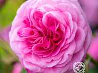 Роза гертруда джекилл, д.остин кустарниковая