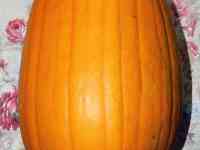 Рассада тыквы, фотография 5