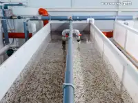 Малек, мальки, сеголетки радужной форели., фотография 2