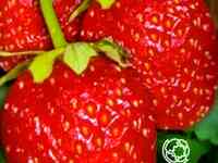 Семена Клубника Тристар 10шт