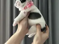 Очаровательные щенки, с сладкими складочками, фотография 2