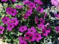 Герань садовая Сабкулесценс