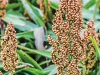 Семена сорго и суданской травы, фотография 2