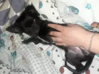 Чихуа щенок девочка, фотография 4