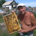 Продам пчёл