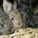 Кролики породы Фландер и Шиншила