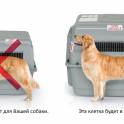 Авиаперевозка животных. Перевозка домашних питомцев. Доверьтесь профессионалом! Звони!!!, фотография 3