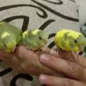 попугайчики-волнистики птенцы