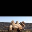 Верблюды, фотография 1