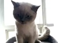 Продается кот, фотография 3