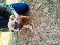 Продам тем кто любит собак. Щенки от сучки балонки 1,5 месяца, фотография 6