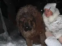 Продам щенков тибетский мастиф, фотография 3