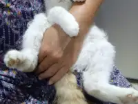 Отдам котенка мальчика в добрые руки, фотография 4