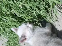 Отдадим котят в добрые руки, фотография 3