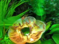 Продаются аквариумные креветки., фотография 3