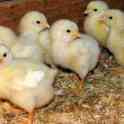 Цыплята несушек, бройлеров и гусята разных возрастов