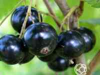 Смородина Селеченская-2 черная