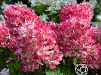 Гортензия пинк даймонд