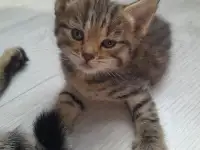 Отдам котят, фотография 3