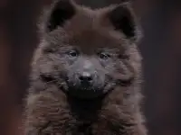 Евразиер! Очень редкая порода!, фотография 4