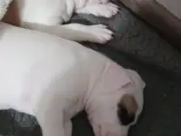 Продам щенков, фотография 10