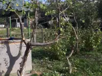 Спил сруб деревьев, фотография 8