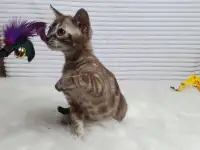 Бенгальские котята от привозных родителей, фотография 7