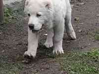 Щенки САО, фотография 5