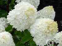 Гортензия саммер сноу