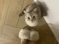 отдам кота, фотография 2