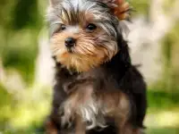 Предлагаю к продаже щенков йоркширского терьера, фотография 2