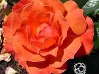 Роза феллоушип, харкнесс