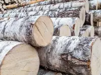 Лес кругляк береза и осина