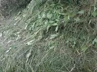 Продам свежескошенное сено., фотография 2