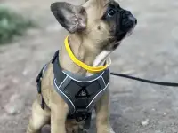 Французский бульдог, девочка, фотография 2